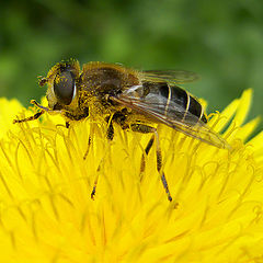 photo "All in pollen ..."