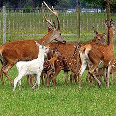 фото "Deer Family"