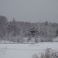 фото "снежный лес"