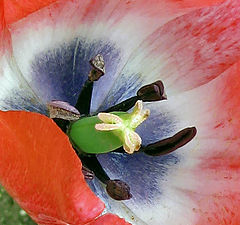 photo "Tulip"