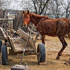 photo "Sad horse"