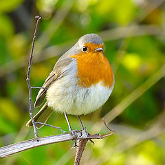 фото "Зарянка ( Erithacus rubecula)"