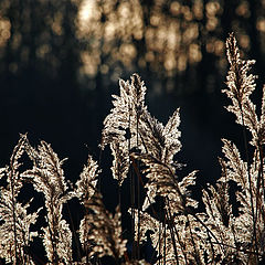 photo "Silver Bouquette"