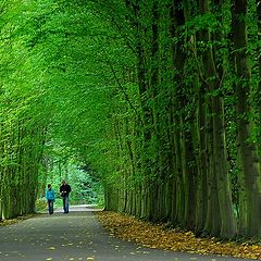 photo "green tunnel"