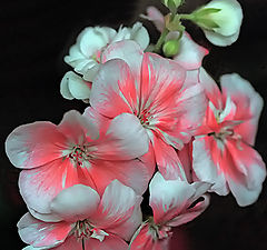 photo "Varvarushki (Geranium)"