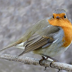 фото "Зарянка ( Erithacus rubecula)"