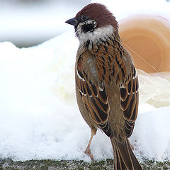 фото "Passer montanus"