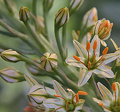 photo "Eremurus"