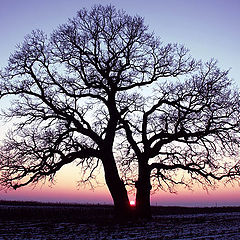 фото "Janvier sunset / Заход в январе."