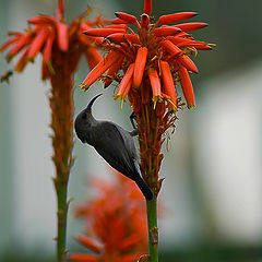 photo "Sunbirds and flower"