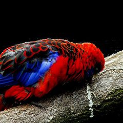 фото "colorful bird"