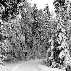 photo "Ski track"