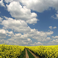 photo "Memory of last spring / Память прошлой весны"