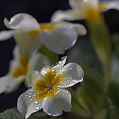 photo "Tears of the Angel"