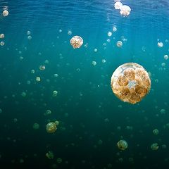 photo "Jellyfish Lake"