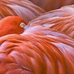 photo "Flamingo's"