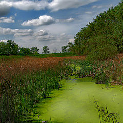 фото "Живописное болото."