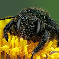 photo "Carpenter bee"