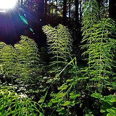 photo "The Forest"