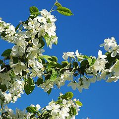 photo "Ranetki blossoms"