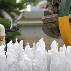 photo "Flight of the pigeon."