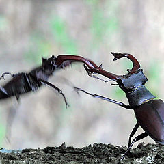 photo "Fighting stag-beetles"