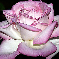 фото "The rose"