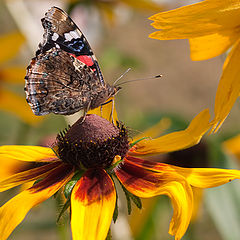 photo "Lawn decorations"