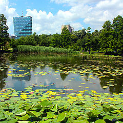 photo "Lake with water lilies"