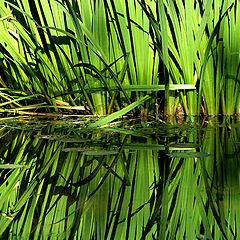 photo "Green Reflection"