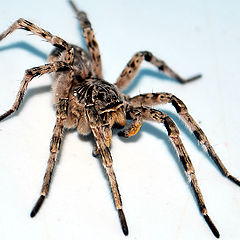 photo "Spider"