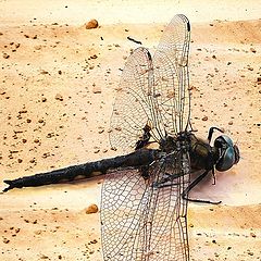 photo "On the runway"