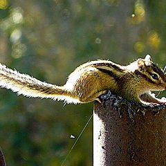 photo "Chipmunk."