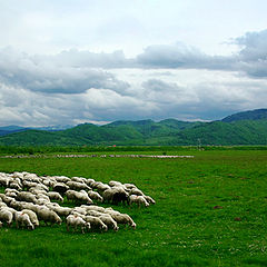 фото "The Carpathians"