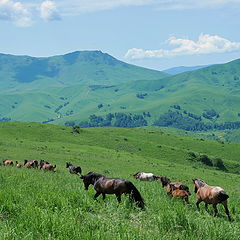 фото "Mustangs..."