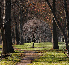 фото "О деревце..."