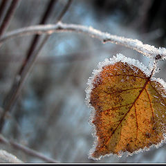 photo "Breath of winter"