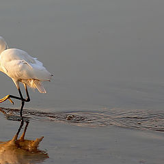 photo ""A Beautiful White Heron...""