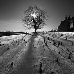 photo "Burning Tree"