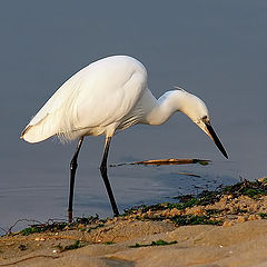 photo ""The White Heron""