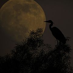 photo "Night bird"