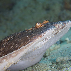 photo "Panter Electric Ray"