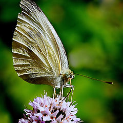 photo "The Butterfly..."