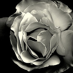 photo ""The Rose without color...""