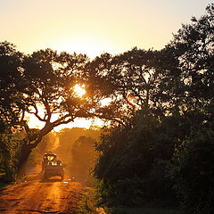 photo "go to night safari"