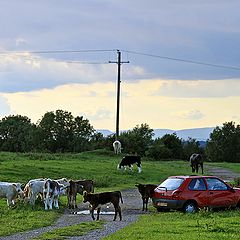 фото "Попал в окружение."