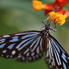 фото "Portrait of a butterfly."