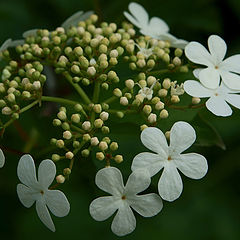 photo "Round dance"