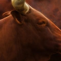 фото "Watusi cattle"