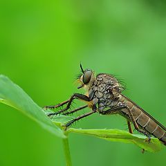 photo "robber fly"